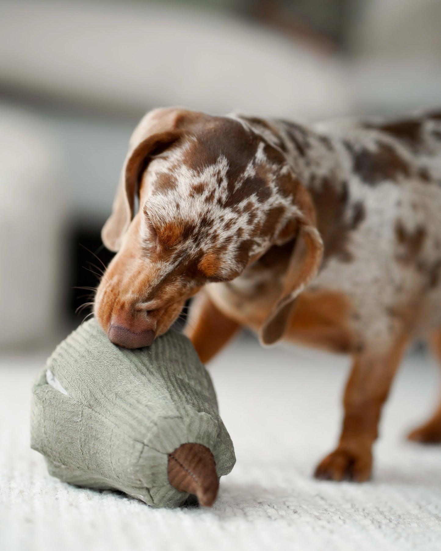 lambwolf butternut speelgoed hond